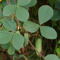 Cajanus albicans (Wight & Arn.) Maesen